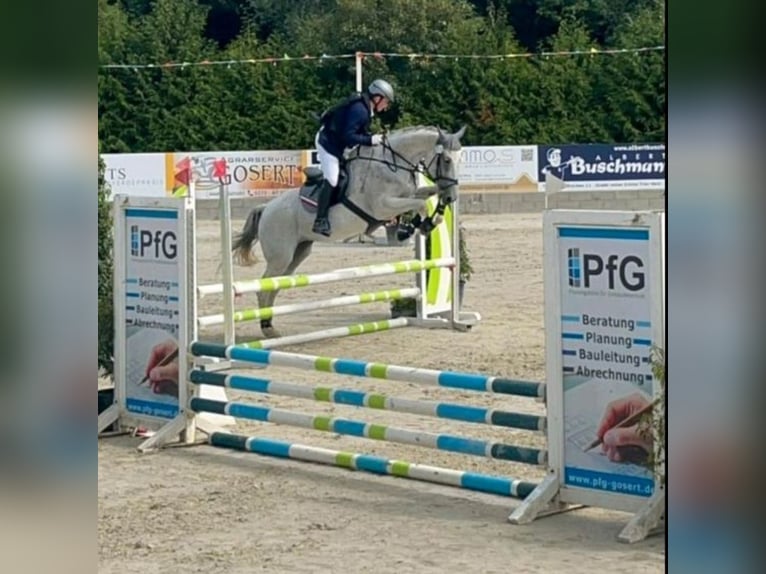 Holsteiner Merrie 18 Jaar 175 cm Schimmel in Oelsberg