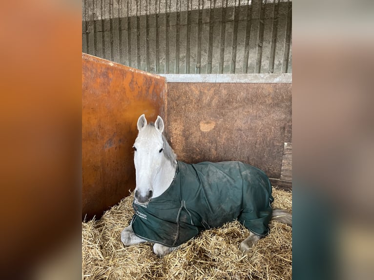Holsteiner Merrie 18 Jaar 185 cm Schimmel in Delbr&#xFC;ck