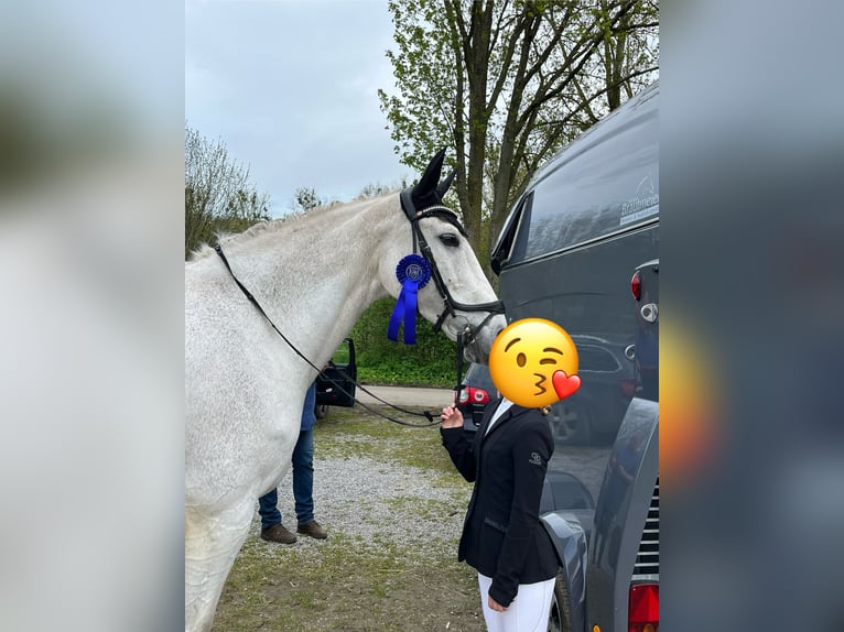 Holsteiner Merrie 18 Jaar 185 cm Schimmel in Delbr&#xFC;ck