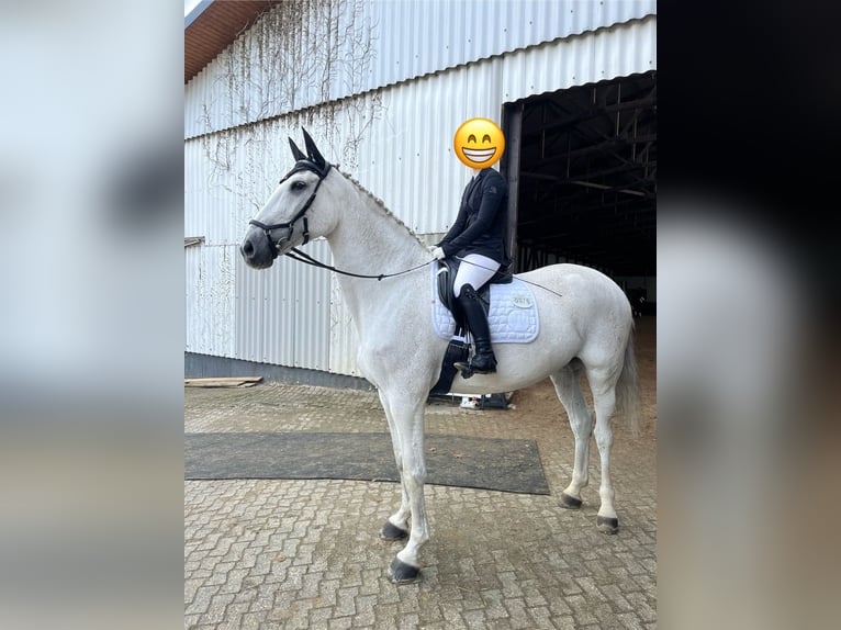 Holsteiner Merrie 18 Jaar 185 cm Schimmel in Delbr&#xFC;ck