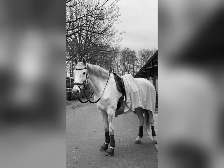 Holsteiner Merrie 18 Jaar 185 cm Schimmel in Delbr&#xFC;ck