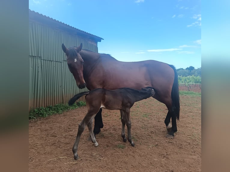 Holsteiner Merrie 19 Jaar 164 cm Bruin in Vinkuran