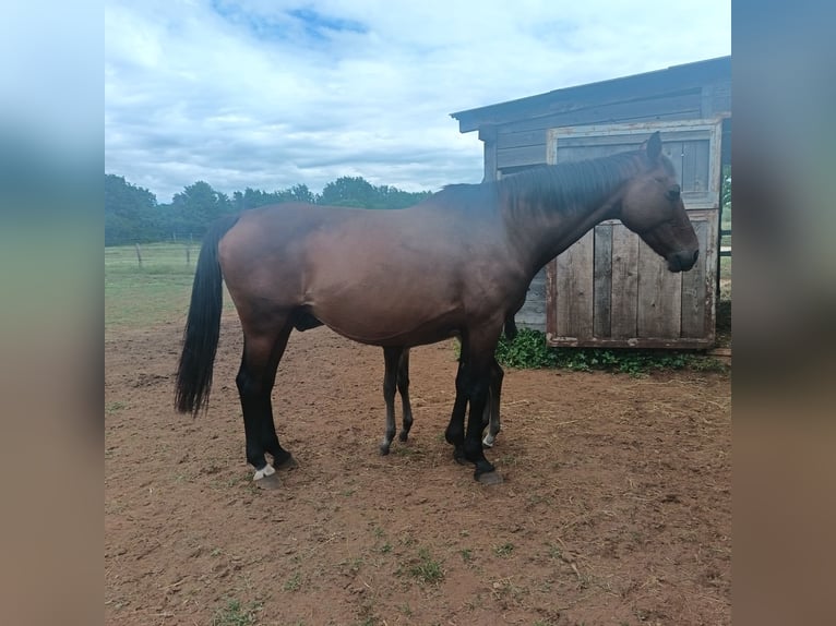 Holsteiner Merrie 19 Jaar 164 cm Bruin in Vinkuran
