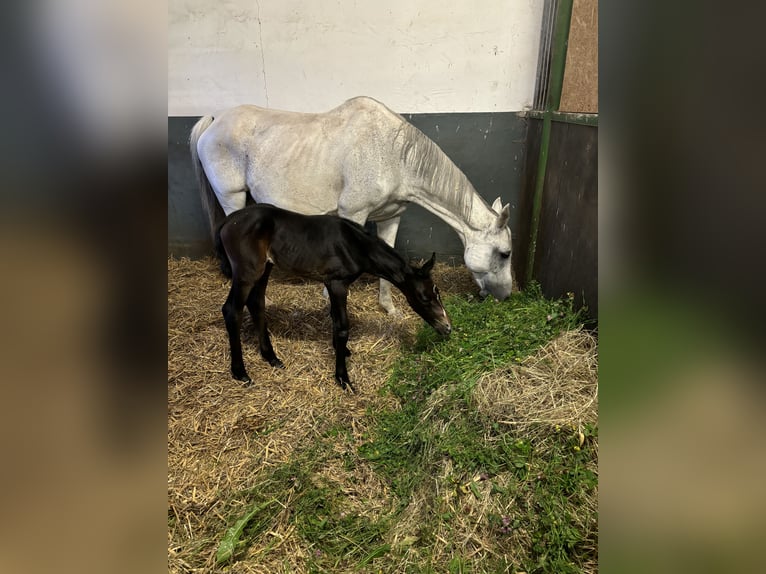 Holsteiner Merrie 19 Jaar 167 cm Schimmel in Rhönblick