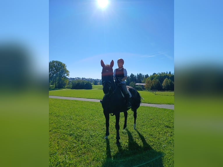Holsteiner Merrie 19 Jaar 170 cm Donkerbruin in Dunningen
