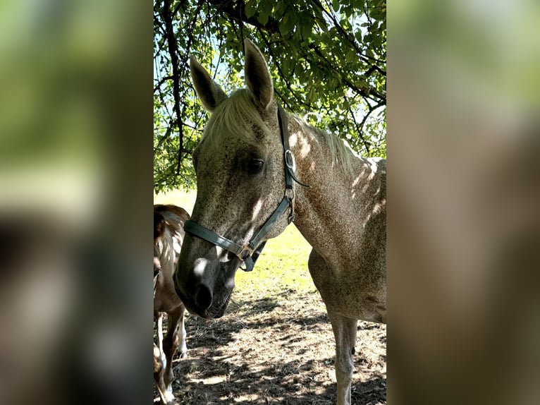 Holsteiner Merrie 19 Jaar 170 cm Vliegenschimmel in Rommerskirchen