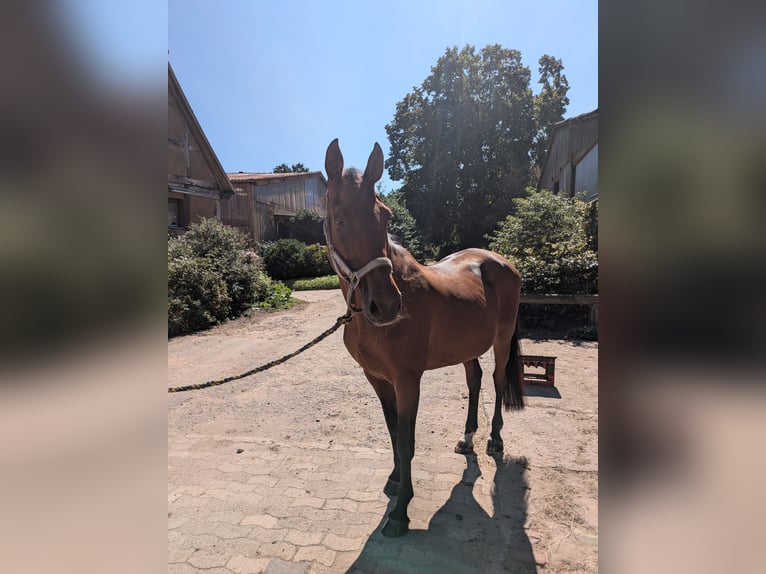 Holsteiner Merrie 19 Jaar 172 cm Bruin in Neustadt am R&#xFC;benberge