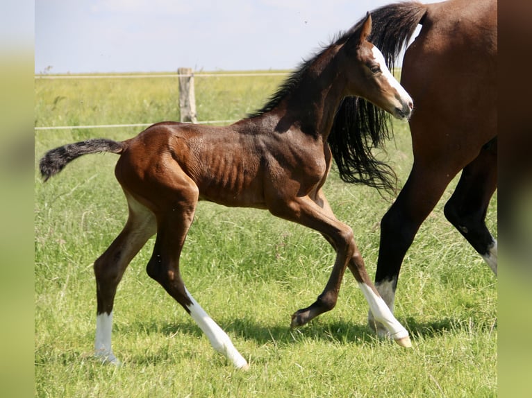 Holsteiner Merrie 1 Jaar 167 cm Bruin in Seedorf