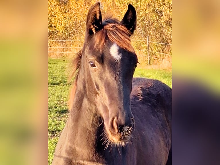 Holsteiner Merrie 1 Jaar 168 cm Donkere-vos in Reinfeld (Holstein)