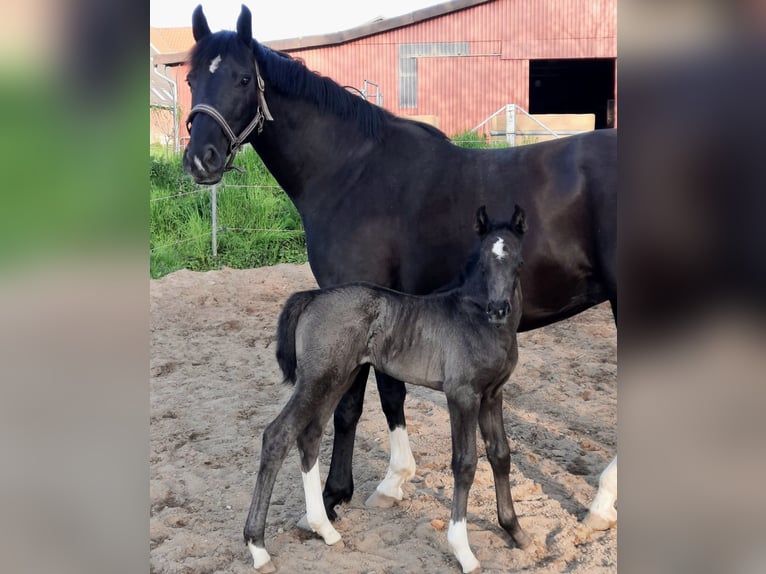 Holsteiner Merrie 1 Jaar 168 cm Donkere-vos in Reinfeld (Holstein)