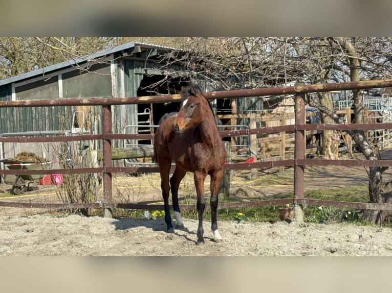 Holsteiner Merrie 1 Jaar 170 cm Bruin in Klein Nordende