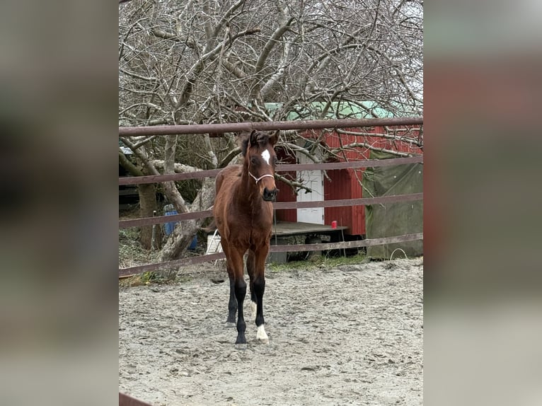 Holsteiner Merrie 1 Jaar 170 cm Bruin in Klein Nordende