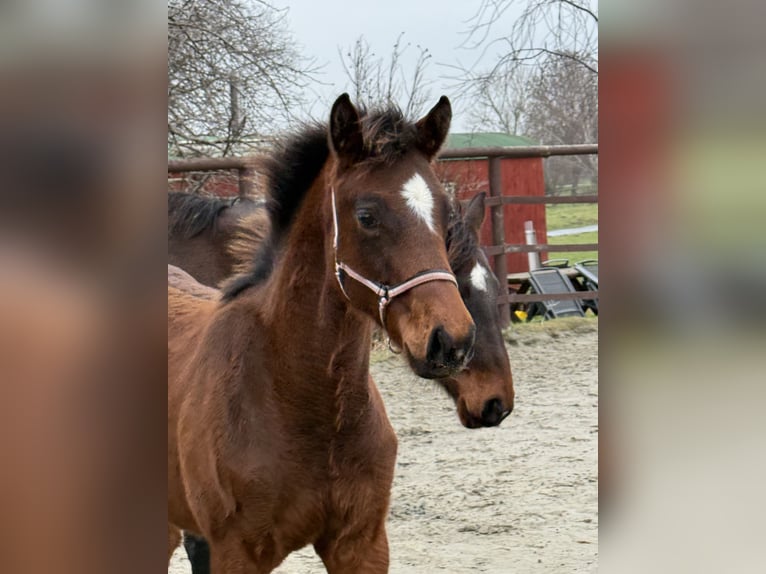 Holsteiner Merrie 1 Jaar 170 cm Bruin in Klein Nordende