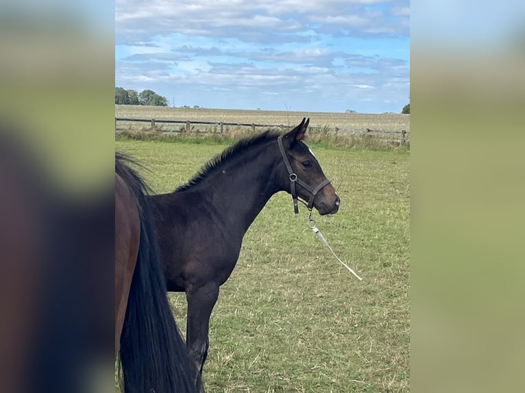 Holsteiner Merrie 1 Jaar 170 cm Donkerbruin in Stepenitztal