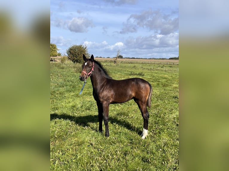 Holsteiner Merrie 1 Jaar 170 cm Donkerbruin in Stepenitztal