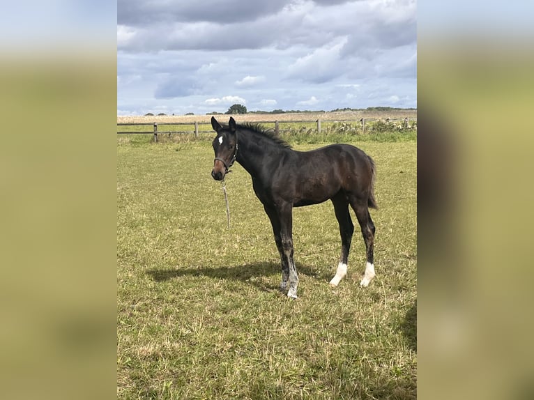 Holsteiner Merrie 1 Jaar 170 cm Donkerbruin in Stepenitztal