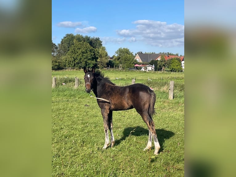 Holsteiner Merrie 1 Jaar 170 cm Donkerbruin in Stepenitztal