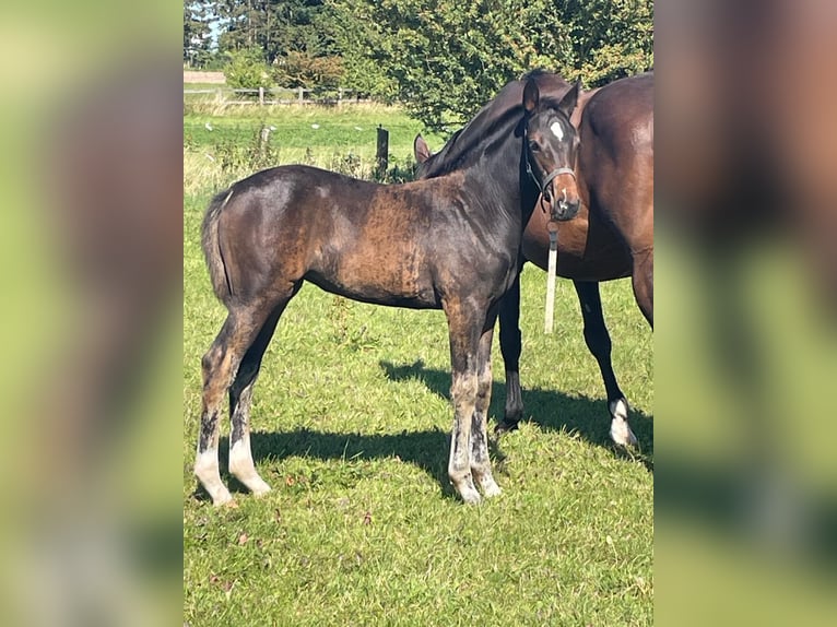 Holsteiner Merrie 1 Jaar 170 cm Donkerbruin in Stepenitztal