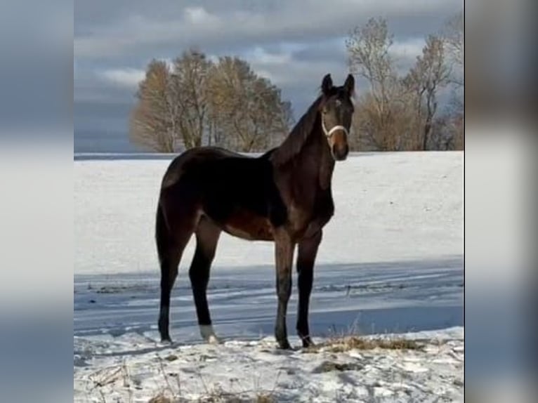 Holsteiner Merrie 1 Jaar 172 cm Bruin in Münsingen