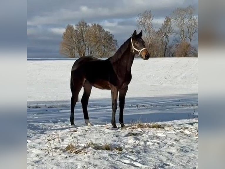 Holsteiner Merrie 1 Jaar 172 cm Bruin in Münsingen