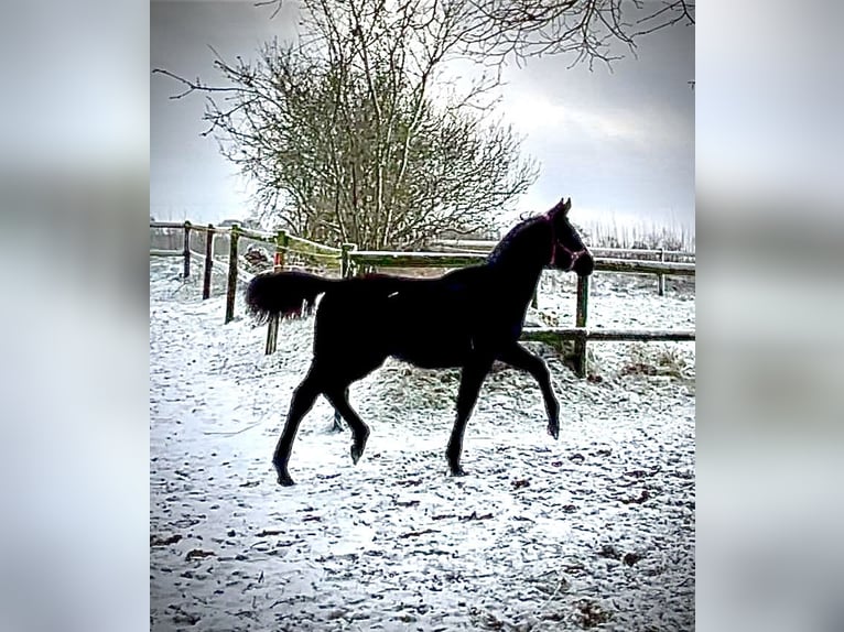 Holsteiner Merrie 1 Jaar 172 cm Zwartbruin in Krumstedt