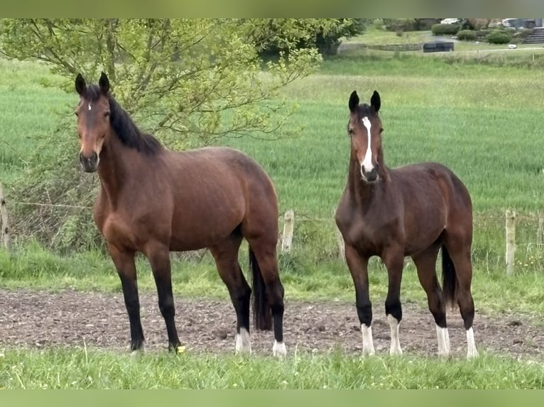 Holsteiner Merrie 1 Jaar 175 cm Bruin in ModautalModautal