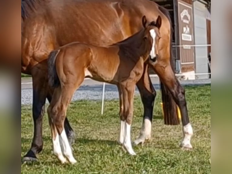 Holsteiner Merrie 1 Jaar 175 cm Bruin in ModautalModautal