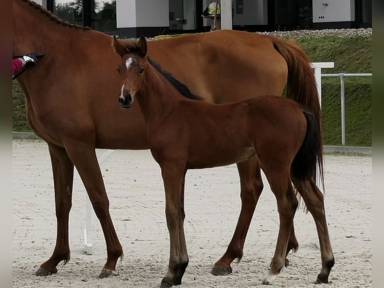Holsteiner Merrie 1 Jaar Bruin in Calau