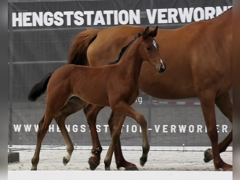 Holsteiner Merrie 1 Jaar Bruin in Calau