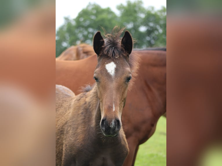 Holsteiner Merrie 1 Jaar Bruin in Kayhude