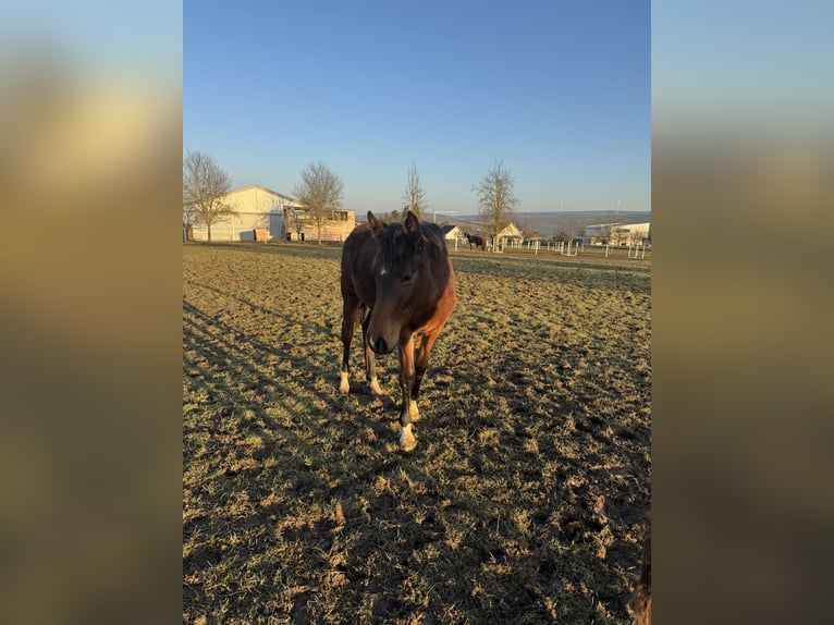 Holsteiner Merrie 1 Jaar Bruin in Hahnstätten