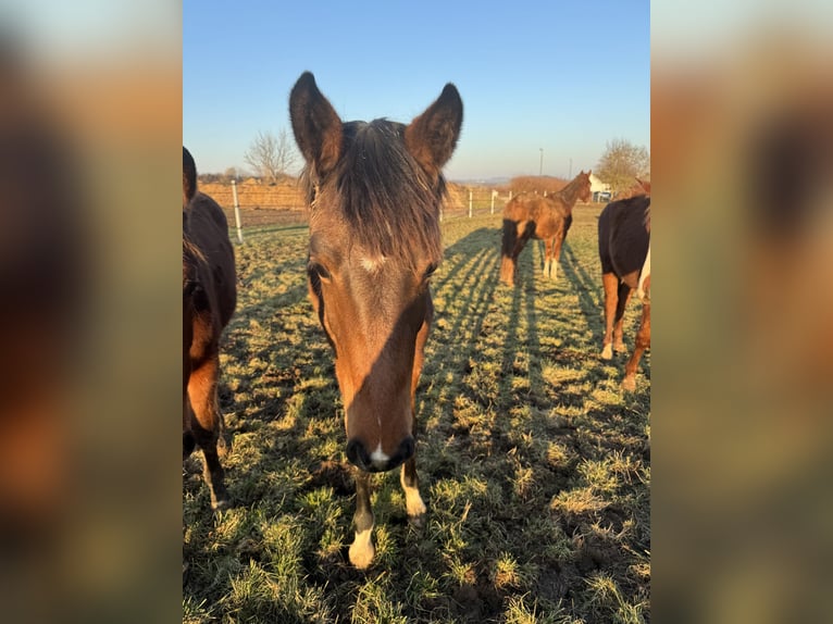 Holsteiner Merrie 1 Jaar Bruin in Hahnstätten
