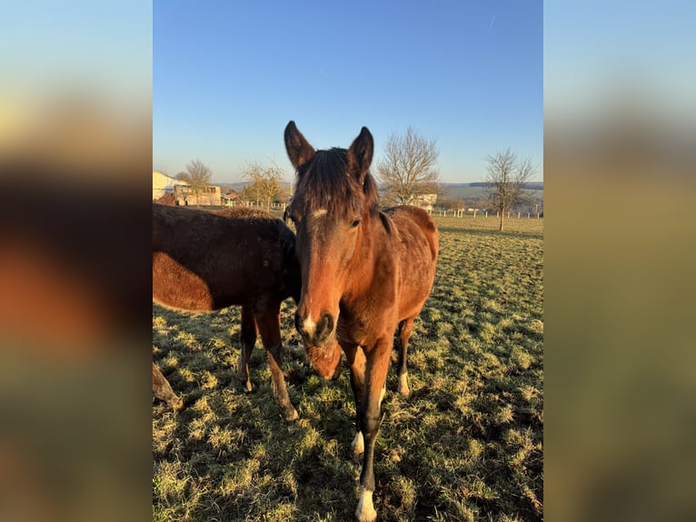 Holsteiner Merrie 1 Jaar Bruin in Hahnstätten