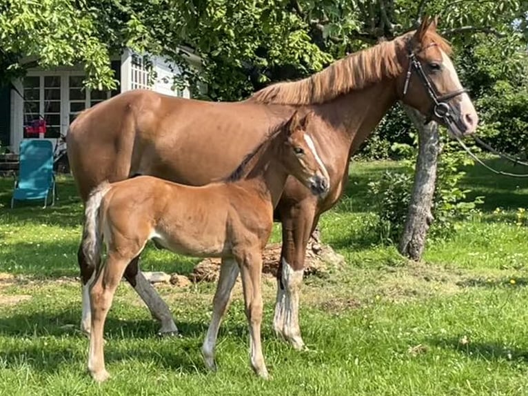 Holsteiner Merrie 1 Jaar Bruin in Bergisch Gladbach