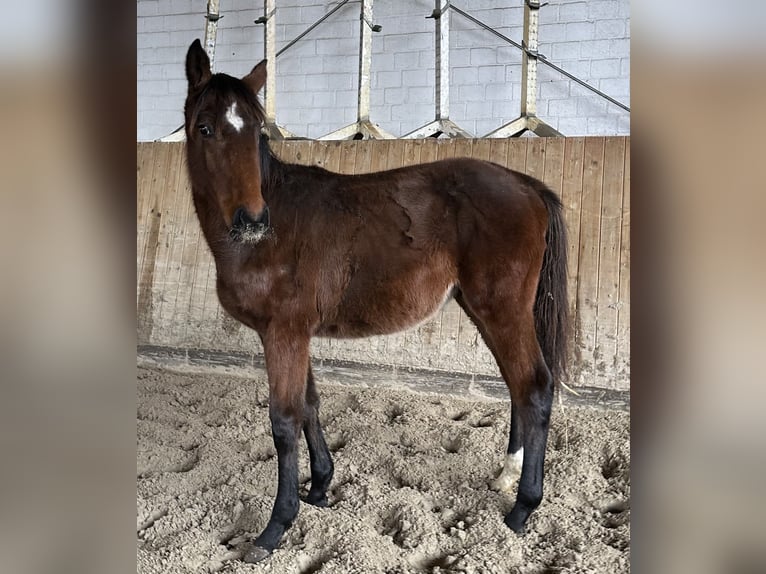 Holsteiner Merrie 1 Jaar Bruin in Lübeck