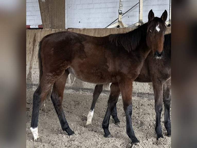 Holsteiner Merrie 1 Jaar Bruin in Lübeck
