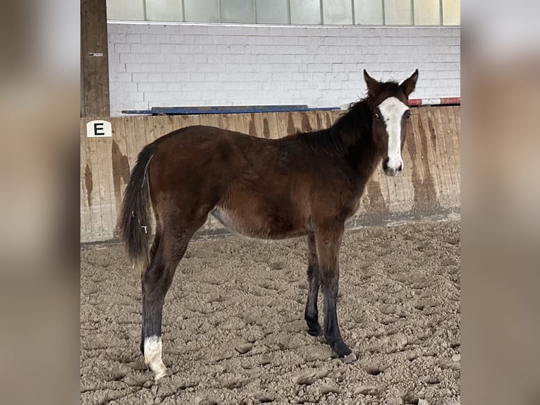 Holsteiner Merrie 1 Jaar Bruin in Lübeck