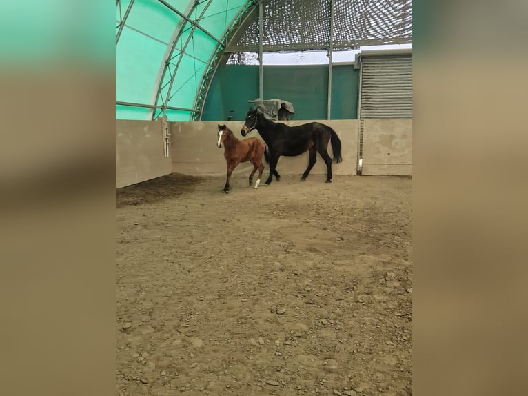 Holsteiner Merrie 1 Jaar Bruin in Westerdeichstrich