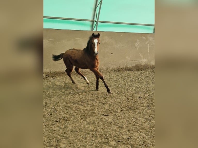 Holsteiner Merrie 1 Jaar Bruin in Westerdeichstrich