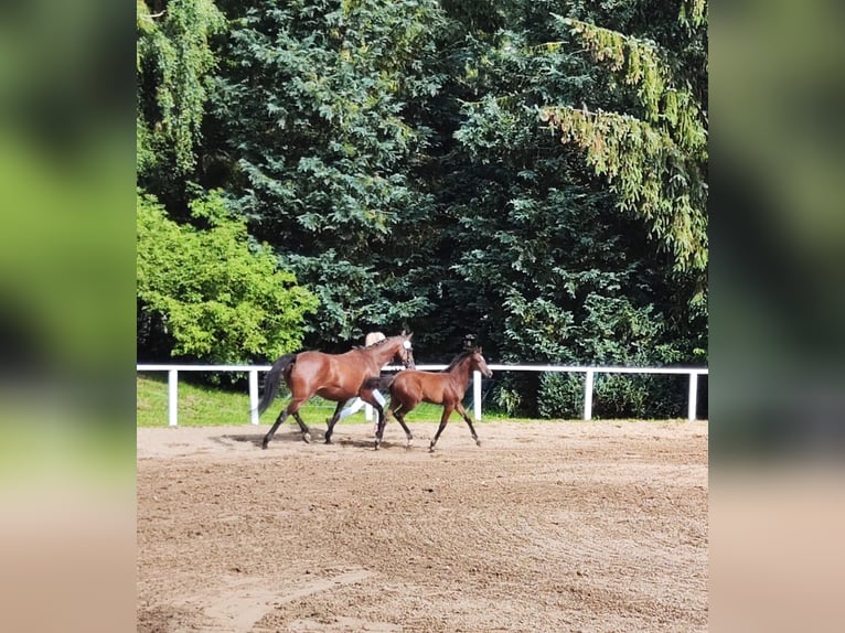 Holsteiner Merrie 1 Jaar Bruin in Reesdorf