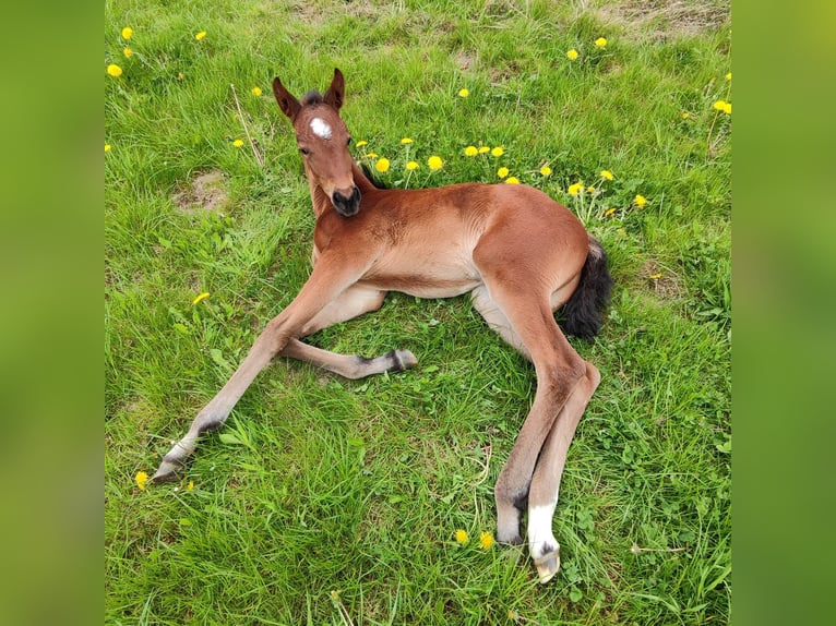 Holsteiner Merrie 1 Jaar Bruin in Reesdorf