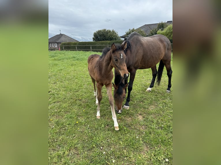 Holsteiner Merrie 1 Jaar Bruin in Rosbach vor der Höhe Ober-Rosbach