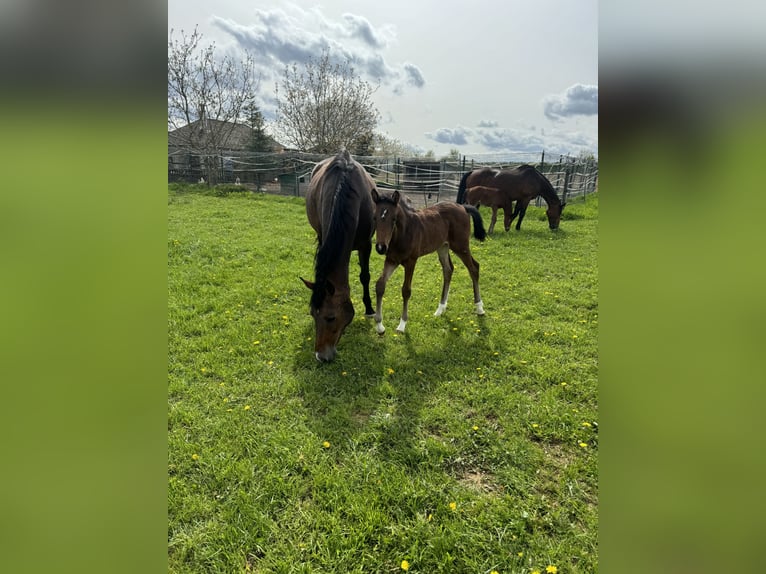 Holsteiner Merrie 1 Jaar Bruin in Rosbach vor der Höhe Ober-Rosbach