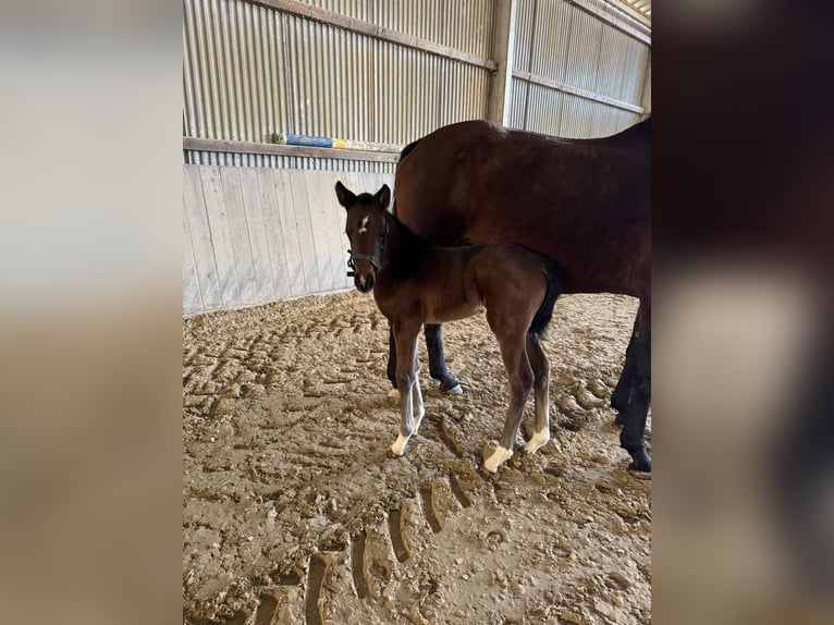 Holsteiner Merrie 1 Jaar Bruin in Rosbach vor der Höhe Ober-Rosbach