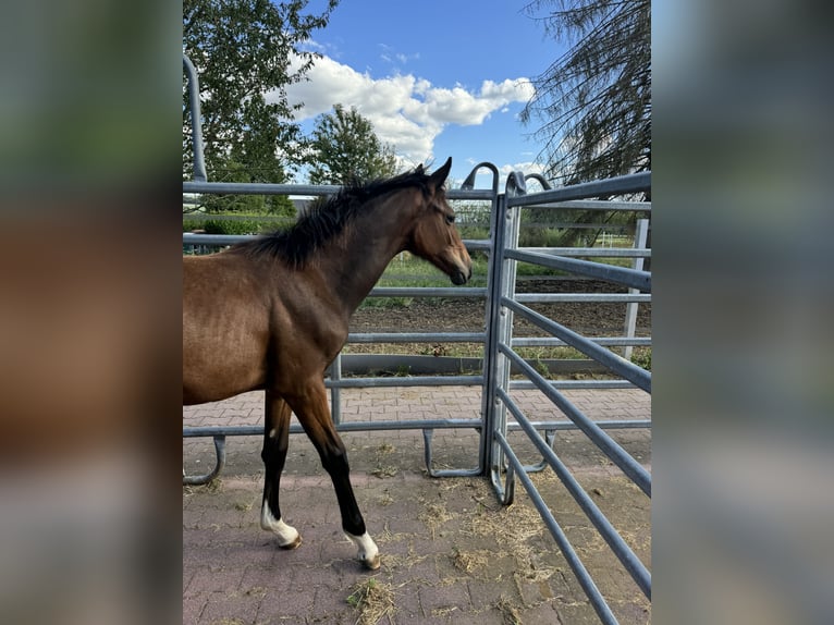 Holsteiner Merrie 1 Jaar Bruin in Rosbach vor der Höhe Ober-Rosbach