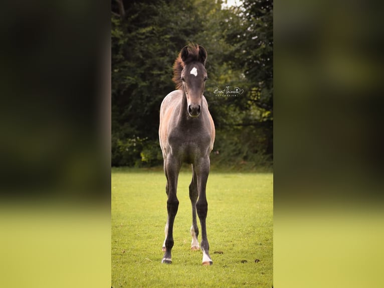 Holsteiner Merrie 1 Jaar kan schimmel zijn in Bunsoh