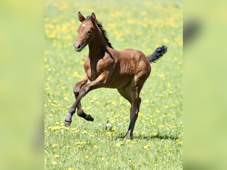 Holsteiner Merrie 1 Jaar kan schimmel zijn in Lauterbach