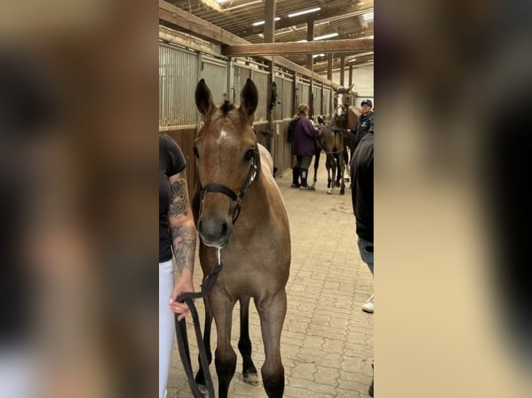 Holsteiner Merrie 1 Jaar kan schimmel zijn in Lauterbach