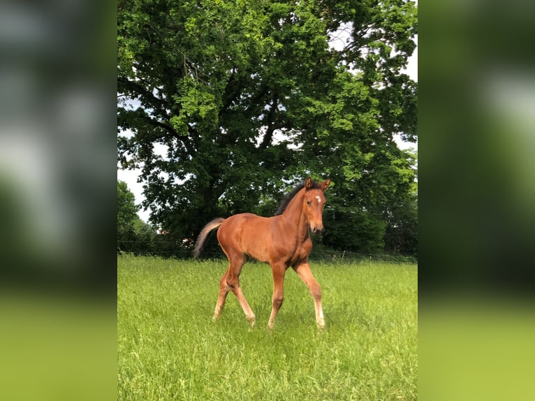 Holsteiner Merrie 1 Jaar kan schimmel zijn in Todesfelde