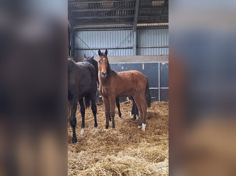 Holsteiner Merrie 1 Jaar Lichtbruin in Langwedel